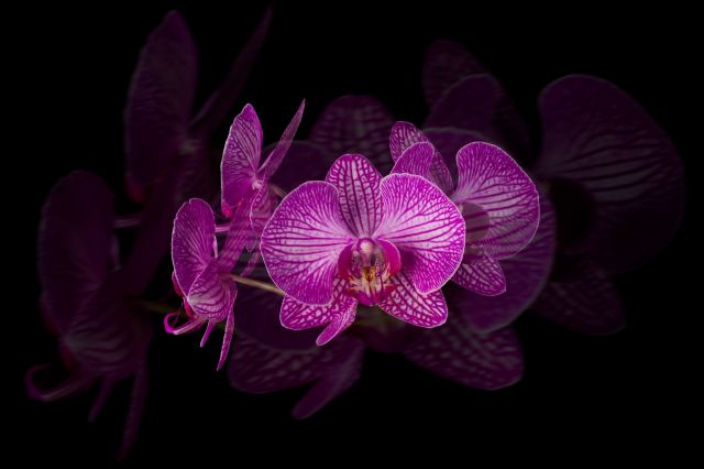 Orchidea-20x30