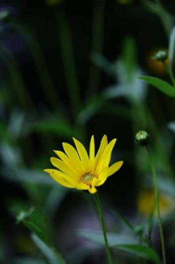 Fotoplátno Žltý kvet I.
